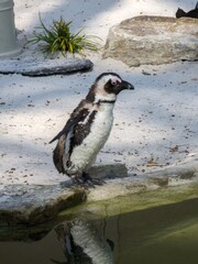 Fototapeta premium Humboldt penguin standing on a rock near water with reflection in zoo setting