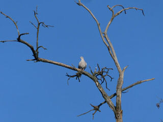 Eurasian collared dove perched on a dead tree branch against a clear blue sky