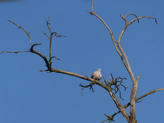 Eurasian collared dove perched on a dead tree branch against a clear blue sky