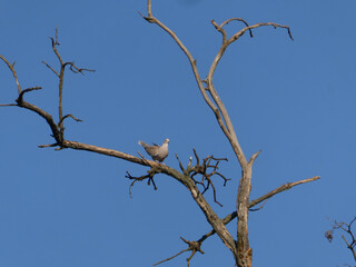 Eurasian collared dove perched on a dead tree branch against a clear blue sky