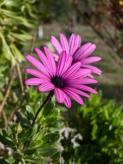 Obraz premium Vibrant pink osteospermum flowers in natural light, showcasing delicate petals and beauty