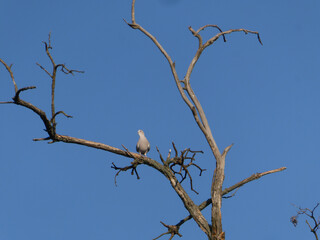 Eurasian collared dove perched on a dead tree branch against a clear blue sky
