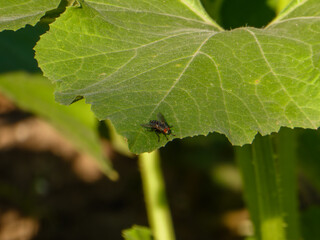 Close-up of a fly resting on a green zucchini leaf