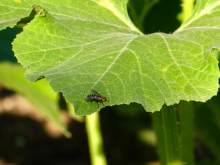 Close-up of a fly resting on a green zucchini leaf