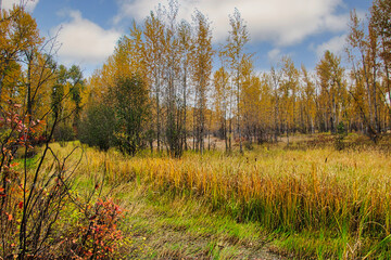 Colorful Autumn Leaves Walking the Trail Along the Bitterroot River in Hamilton Montana.