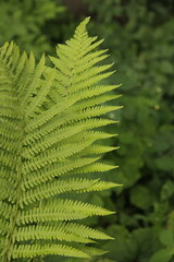fern