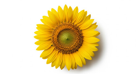 Fototapeta premium Single Sunflower Isolated with Sharp Light