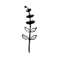 Lavender branch with leaves in black brush stroke texture isolated on white. Hand drawn vector sketch illustration in vintage charcoal ink. Herb drawing, floral design, vintage sketch craft decoration