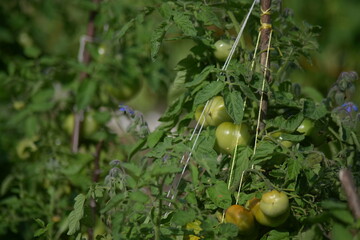 Green tomatoes growing outdoors in a field 