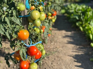 Tomatoes in a vegetable garden
