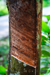 Scrape rubber from rubber trees, latex