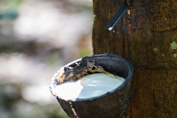 Scrape rubber from rubber trees, latex