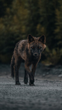 View of a dark wolf with piercing eyes walks purposefully on a grey path, framed by dense, muted green forest, creating a stark contrast, Unalaska, Alaska, United States.