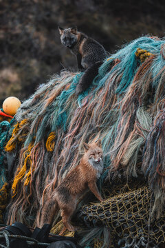 View of a vibrant tableau of old fishing nets, where a cunning red fox and a watchful gray fox perch amidst the tangled ropes and buoys, Unalaska, Alaska, United States.
