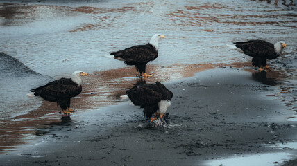 View of Bald eagles with their stark white heads and dark brown bodies stand proudly on the wet, reflective sands, foraging for food, Unalaska, Alaska, United States.