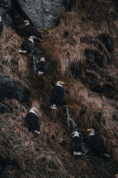 View of bald eagles perched on a steep, rugged slope where a small stream trickles down, creating a striking contrast of life and terrain, Unalaska, Alaska, United States.