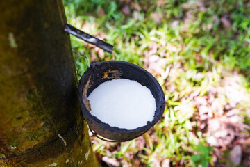 Scrape rubber from rubber trees, latex