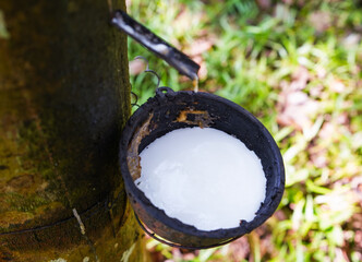 Scrape rubber from rubber trees, latex