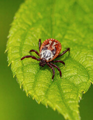 Fototapeta premium Close-up View of a Dangerous Tick