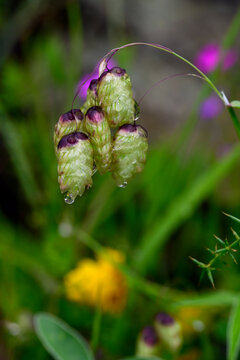 Gro&szlig;es Zittergras // greater quaking-grass (Briza maxima) - Epidaurus, Peloponnes, Griechenland