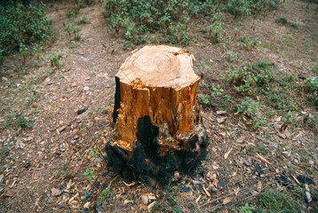 indian deforestation cut tree india 