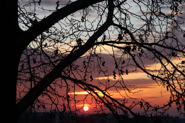 Silhouette of tree branch at sunset