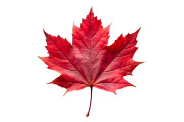 A vibrant red maple leaf, isolated on a transparent background, symbolizing autumn and canadian identity