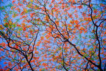 Gul Mohur tree delonix regia, Bombay Mumbai, Maharashtra, India