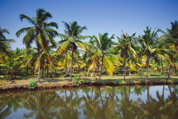indian palm trees backwaters kerala India 