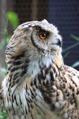 ワシミミズク・旭山動物園（北海道・旭川市）