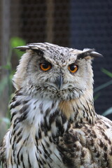ワシミミズク・旭山動物園（北海道・旭川市）