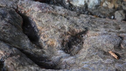 A 200-million-year-old theropod footprint preserved on a rock surface in the Gagaty Soltykowskie nature reserve in Poland, Europe