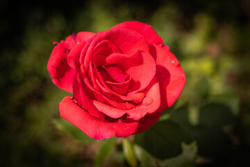 red rose after rain with drops