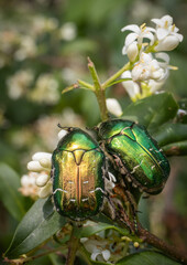 Cetonia aurata, two green beetles are climbing together on a flowering bush
