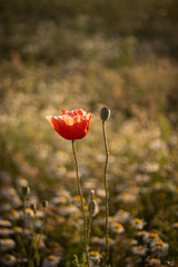 Papaver rhoeas, blooming red poppy in a chamomile field