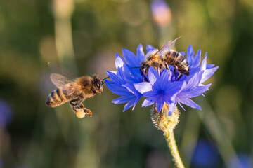 Centaurea cyanus, Apis mellifera, two bee pollinates a blue cornflower flower