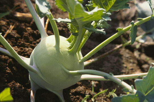 root vegetable turnip shalgam field 