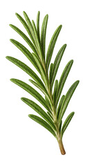 Fototapeta premium Fresh green rosemary sprig with needle-like leaves on transparent background.