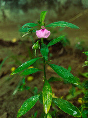 pink flower the one-petaled lotus 