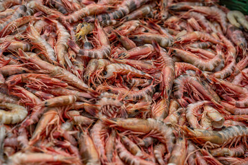 Sea shrimp refers to various species of small, elongated crustaceans found in saltwater environments. Freshly Caught Shrimp. Freshly caught prawns in a basket ready for market. 
