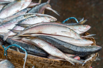 Hilsa fish, scientifically known as Tenualosa ilisha, is a prized fish in South Asia, particularly in Bangladesh and West Bengal, India. Pile of Freshly Caught Fish at a Market. 