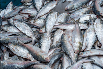 Hilsa fish, scientifically known as Tenualosa ilisha, is a prized fish in South Asia, particularly in Bangladesh and West Bengal, India. Pile of Freshly Caught Fish at a Market. 
