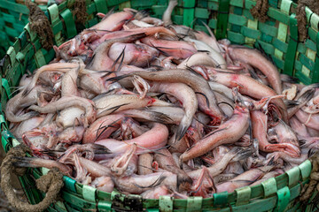 Loitta fish, also known as Bombay duck, is a popular type of fish, particularly in Bangladesh and West Bengal, India. Pile of fresh fish ready for sale. Basket of Freshly Caught Fish.