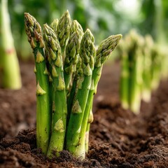 Fresh asparagus spears growing in rich soil
