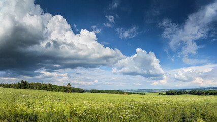 Summer fields with grain crops on a sunny day
