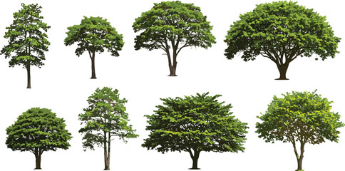 Realistic green trees set isolated on white background, perfect for landscape design, nature scenes, urban planning, architectural projects