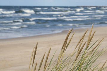 Golden grasses swaying on a beach, with the ocean in the background.
