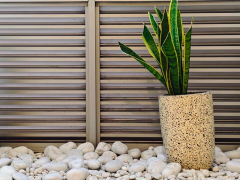 Sansevieria Plant in Speckled Pot with White Stones Against Horizontal Metal Slat Background.