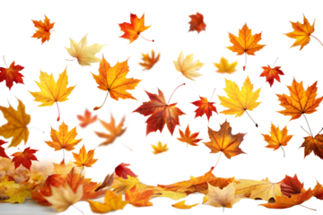 Scattered autumn maple leaves in various warm colors like orange, red, and yellow, falling and resting on the ground, isolated on transparent background