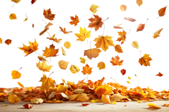 Autumn maple leaves falling and scattered on a wooden surface, isolated on transparent background, symbolizing the changing seasons and natural beauty